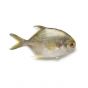 Golden Pompano Pomfret Fish Fr
