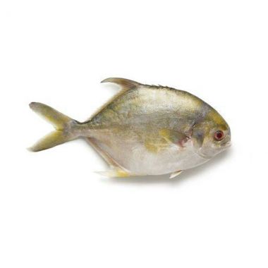 Golden Pompano Pomfret Fish Fr